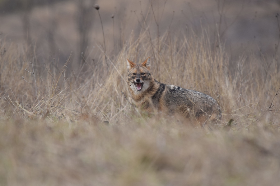 Golden Jackal & European ground squirrel photography  -NEW- 